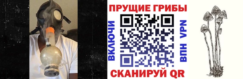 закладки  Новокубанск  Галлюциногенные грибы прущие грибы 